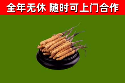 沙湾区烟酒回收冬虫夏草.jpg